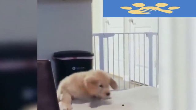 Любопытные И Умные Животные | Юмор Для Поднятия Настроения