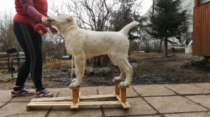 Подготовка к выставке, щенок САО (алабай)