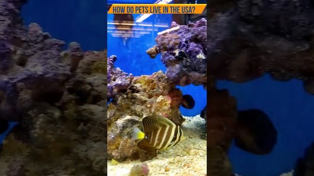 #Shorts-Beautiful striped fish./Красивая полосатая рыбка