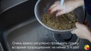 Как Проращивать Гречку ?
