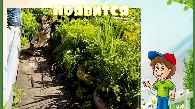 Чаки
