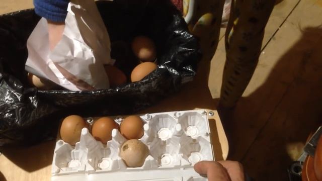 инкубатор из коробки для обуви смотреть онлайн