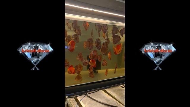 Наличие малька дискуса смотреть онлайн