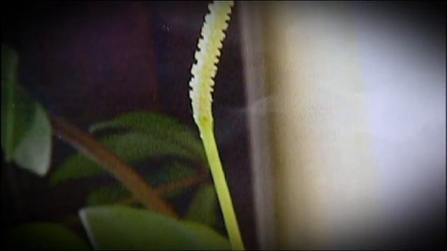 RECEPTÁŘ PRIMA NÁPADŮ 12. díl na www.telereceptar.cz смотреть онлайн