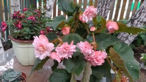 Бегония Одорада Пинк Делайт (Odorata Punk Delight) #flowers #begonia #бегония