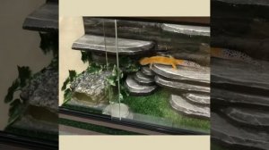 Террариум для эублефара 40*30*30 с полным комплектом для содержания