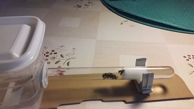 Camponotus herculeanus (древоточцы) - ВЕЛИКОЕ ПЕРЕСЕЛЕНИЕ! смотреть онлайн