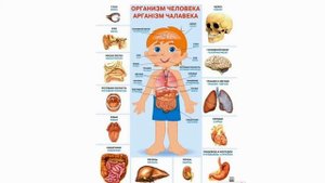 Тема 15. Человек — часть живой природы