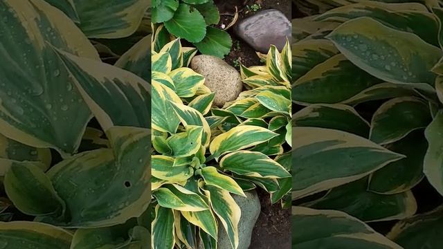 ??Мои Хосты.??❤ Самые неприхотливые и жизнестойкие растения. смотреть онлайн