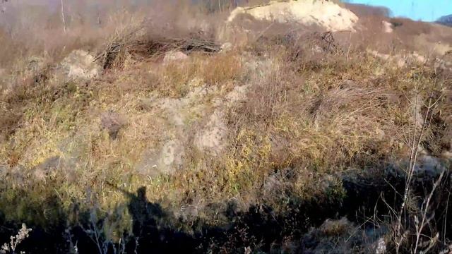 ОХОТА на ФАЗАНА С СОБАКОЙ Русский спаниель. Как быстро общипать фазана.