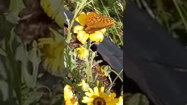 Бабочка летает смотреть онлайн