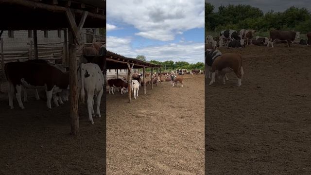 Навес для Бычков ￼ смотреть онлайн