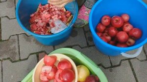 Яблоки сорт Сирена, переработка на сок.