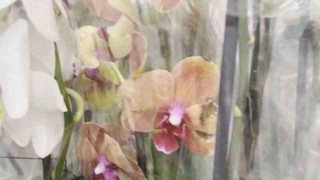 Орхидеи в Леруа Мерлен Барнаул! Порадовали!! смотреть онлайн