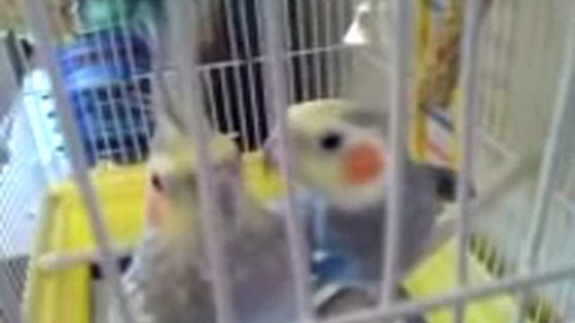 Корелла поет подружке смотреть онлайн