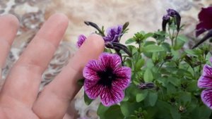 Обзор сортов петунии Литл туния пинк вейн, Фанфаре Эклипс.