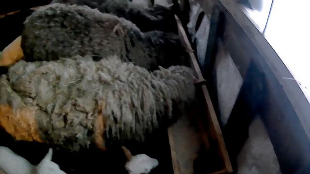 Разведение овец,молодые овцы,приплод,ягнята,овцы,бараны смотреть онлайн