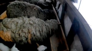 Разведение овец,молодые овцы,приплод,ягнята,овцы,бараны