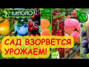 ОТ ЭТОЙ ПОДКОРМКИ САД ВЗОРВЕТСЯ УРОЖАЕМ! Хватит и 1 раза в 2-3 года! Вишни, черешни, яблони... ВСЁ!