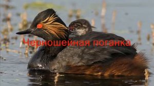 Птицы Чувашии Неворобьиные Том 1