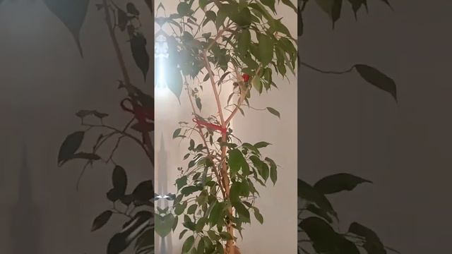 Бөлме гүлдері күтімі.Гүлдер әлемі. смотреть онлайн