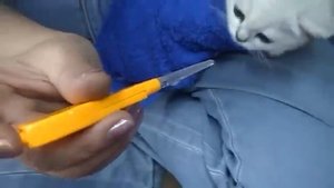 Как ухаживать за кошкой