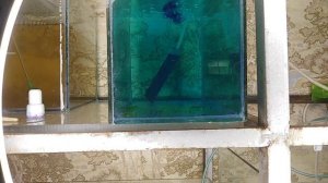 Барбусы сбросили икру.