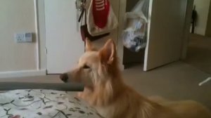 Собака реагирует на волчий вой