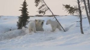 игривые полярные медвежата