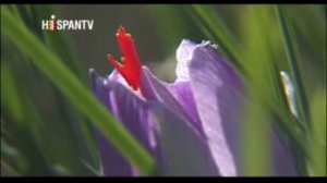 Azafrán, la flor de la salud