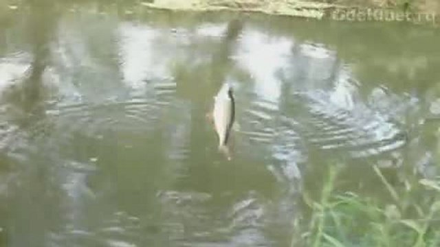 красноглазка