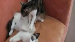 Massages de chats