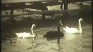 Лебеди на Комсомольском озере. 1968