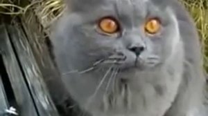 Приколы с котами - вылакал валерьянку