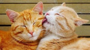 ? Целуй, пока я добрый! ? Приколы с котами и собаками 2022 #22