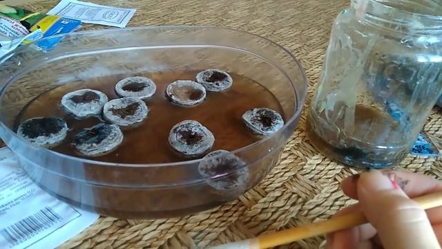 петуния посев, проверенный способ смотреть онлайн