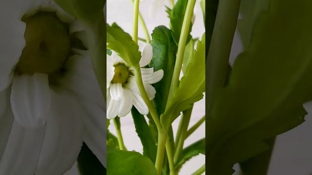 Ромашки из полимерной глины. смотреть онлайн