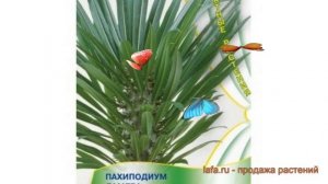 Пахиподиум обыкновенный Пахиподиум Ламера ? обзор: как сажать, семена пахиподиума Пахиподиум Ламера