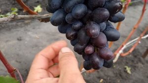 Подготовка виноградника к обрезке, работы на винограднике в октябре.
