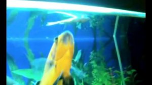 Астронотус ест рыбу