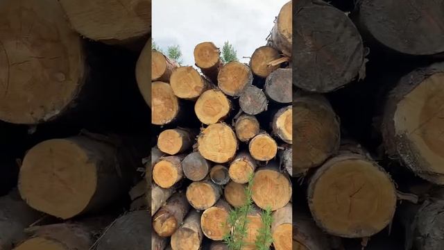 Круглый лес для распиловки