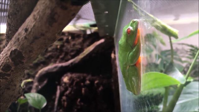 Очччень медддленннный хамелллллеон, лягухи и кукабара. смотреть онлайн