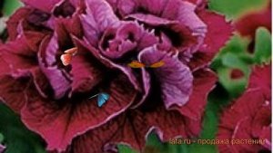 Петуния махровая Дуо Бургунди (duo burgundi) ? обзор: как сажать, семена петунии Дуо Бургунди