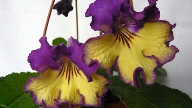 стрептокарпус и его виды смотреть онлайн