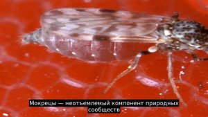 Мокрецы