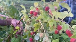 Малина Феномен 2023