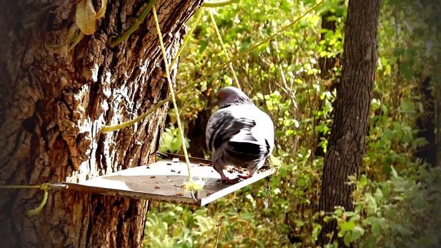 осень в СибНИИСХозе смотреть онлайн