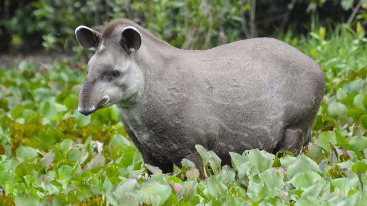 Тапир животное фото википедия
