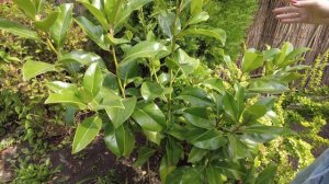 УДИВИТЕЛЬНЫЕ РАСТЕНИЯ ЮЖНОГО САДА / Что посадить в саду / КАКИЕ РАСТЕНИЯ ВЫЖИВУТ В ЖАРУ