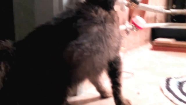 Ласковая киса смотреть онлайн